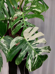 Monstera Variegata Adult