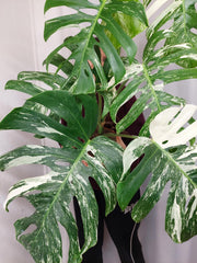 Monstera Variegata Adult