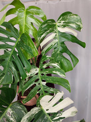 Monstera Variegata Adult