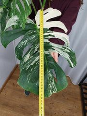 Monstera Variegata Adult