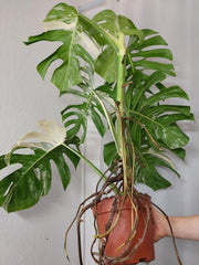 Monstera Variegata Adult
