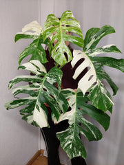 Monstera Variegata Adult