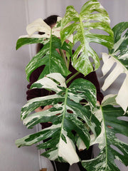 Monstera Variegata Adult