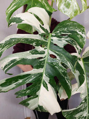 Monstera Variegata Adult