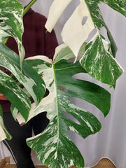 Monstera Variegata Adult
