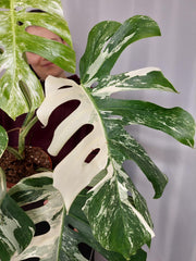 Monstera Variegata Adult