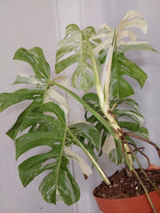 Monstera Variegata Adult