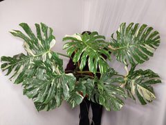 Monstera Thai Constellation XXL