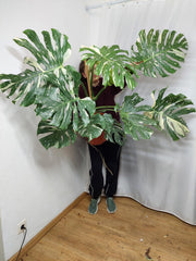 Monstera Thai Constellation XXL