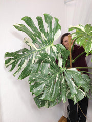Monstera Thai Constellation XXL