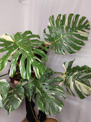 Monstera Thai Constellation XXL