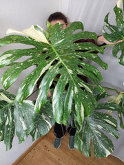 Monstera Thai Constellation XXL