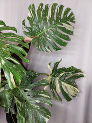 Monstera Thai Constellation XXL