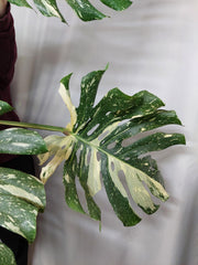 Monstera Thai Constellation XXL