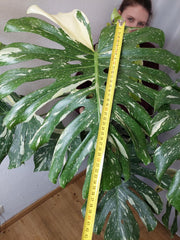 Monstera Thai Constellation XXL