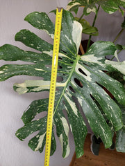 Monstera Thai Constellation XXL