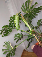 Monstera Thai Constellation XXL
