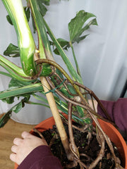 Monstera Thai Constellation XXL