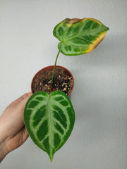 Sad Plants