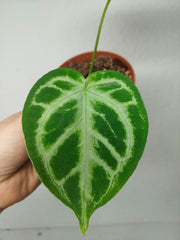 Sad Plants