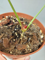 Sad Plants