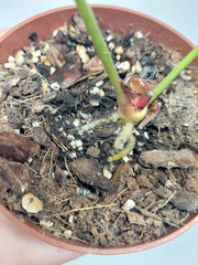 Sad Plants
