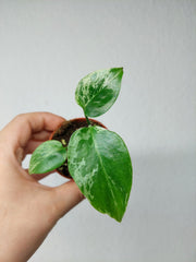 Monstera Bulbasaur (zum aussuchen)