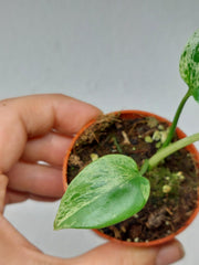 Monstera Bulbasaur (zum aussuchen)
