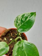 Monstera Bulbasaur (zum aussuchen)