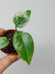 Monstera Bulbasaur (zum aussuchen)