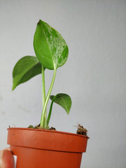 Monstera Bulbasaur (zum aussuchen)