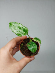 Monstera Bulbasaur (zum aussuchen)