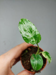 Monstera Bulbasaur (zum aussuchen)