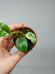 Monstera Bulbasaur (zum aussuchen)