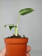 Monstera Bulbasaur (zum aussuchen)