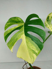 Monstera Aurea Stecklinge
