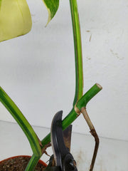 Monstera Aurea Stecklinge