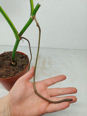 Monstera Aurea Stecklinge