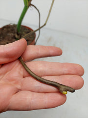 Monstera Aurea Stecklinge