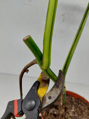 Monstera Aurea Stecklinge