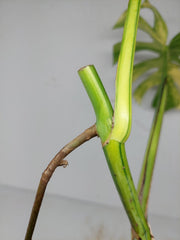 Monstera Aurea Stecklinge