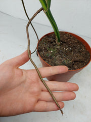 Monstera Aurea Stecklinge