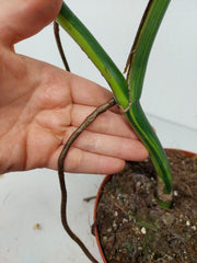 Monstera Aurea Stecklinge