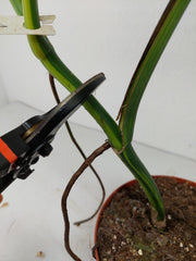 Monstera Aurea Stecklinge