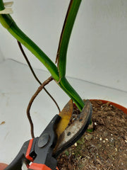 Monstera Aurea Stecklinge