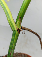 Monstera Aurea Stecklinge