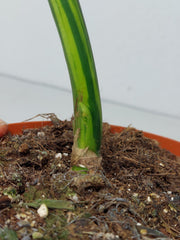 Monstera Aurea Stecklinge