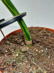 Monstera Aurea Stecklinge