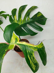 Monstera Aurea Stecklinge