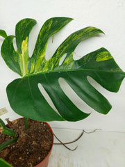 Monstera Aurea Stecklinge